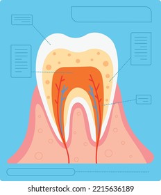 Tooth anatomy medical poster. Dental structure infographic isolated on white background