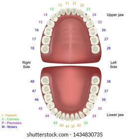 Tooth anatomy medical vector illustration on white background with numbers infographic fdi tooth