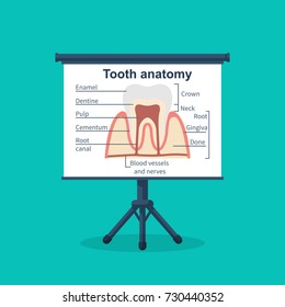 Tooth anatomy on board. Tooth structure. Healthcare stomatology. Vector illustration flat design. Isolated on background.  Medical infographics.