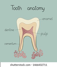 Tooth anatomy structure retro hand drawn style