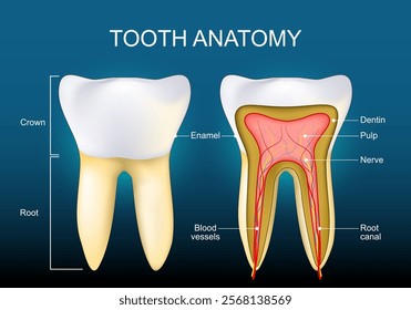 Tooth Anatomy. Structure of teeth Enamel, Dentin, Pulp cavity, Crown, Root. Cross section of a human molar. Vector poster