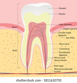 Tooth anatomy, structure. Vector illustration