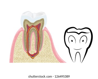 Tooth Anatomy Vector