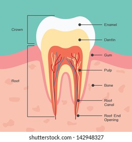 Tooth anatomy, vector