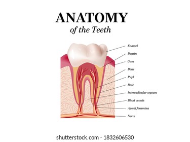 Tooth Anatomy vector Dental Infographics. Realistic White Tooth Mockup. Oral Care health Concept. Medical banner or poster Vector illustration