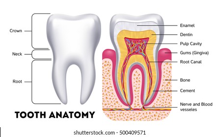 Tooth Anatomy Vector Dental Infographics. Medical Banner Or Poster Illustration