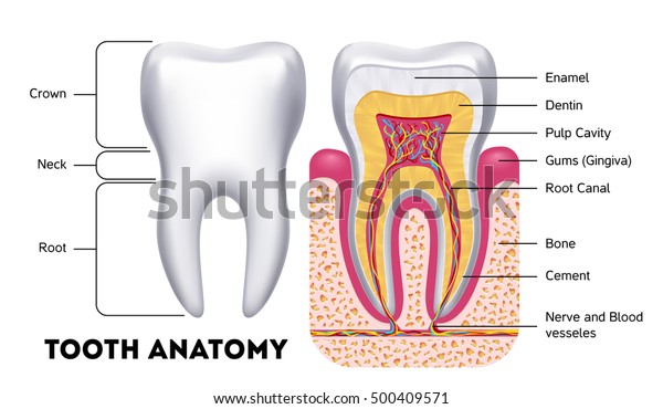 Tooth anatomy vector dental infographics.\
Medical banner or poster\
illustration