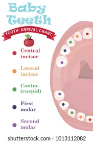 Tooth  arrival chart infographic. Temporary teeth - names, groups, period of eruption and shedding of the children. Vector illustration, baby teeth.