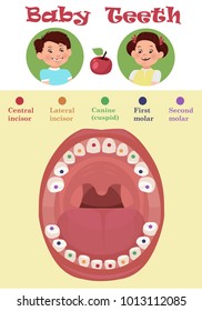 Tooth  arrival chart infographic. Temporary teeth - names, groups, period of eruption and shedding of the children. Vector illustration, baby teeth.