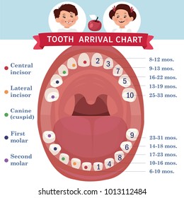 Tooth  arrival chart infographic. Temporary teeth - names, groups, period of eruption and shedding of the children. Vector illustration, baby teeth.