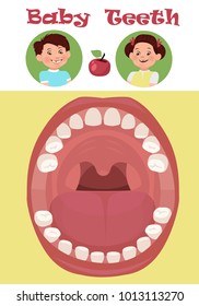 Tooth  arrival chart infographic. Temporary teeth - names, groups, period of eruption and shedding of the children. Vector illustration, baby teeth.