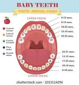 Infografik zur Ankunftskarte von Tooth. Zeitweilige Zähne - Namen, Gruppen, Ausbruch und Ausscheiden der Kinder. Vektorgrafik, Babyzähne.