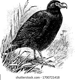 Tooth Billed Pigeon is the total length is about 14 inches, vintage line drawing or engraving illustration.