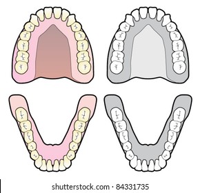 Teeth Layout Chart
