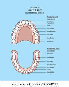 Tooth chart infographic illustration vector on blue background. Dental concept.