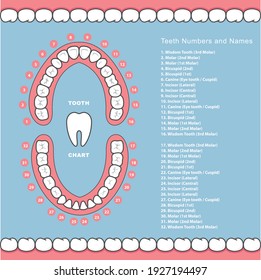 Tooth chart with names, dental infographics poster, names of teeth in jaw, vector