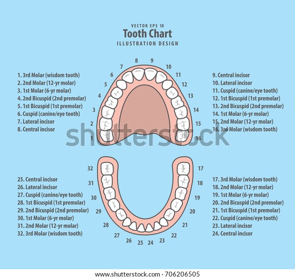 青の背景に歯のチャートと数字のイラストベクター画像 歯科のコンセプト のベクター画像素材 ロイヤリティフリー