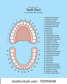 Tooth Number Diagram Chart