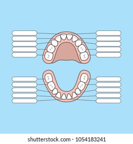 Tooth Chart Primary teeth Blank illustration vector on blue background. Dental concept.