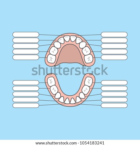 tooth chart primary teeth blank illustration stock vector royalty primary tooth chart