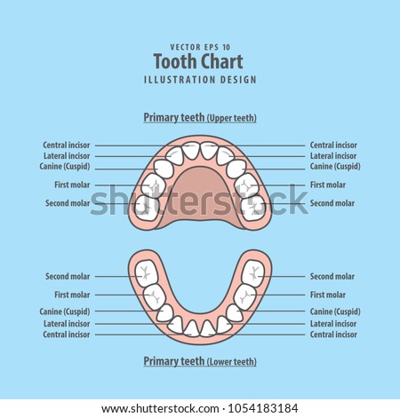 tooth chart primary teeth illustration vector stock vector royalty primary tooth chart