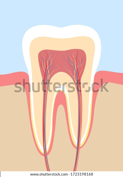 Tooth\
cross section, anatomical chart with enamel, dentin, pulp, gingiva,\
blood vessels and nerves. Vector illustration.\
\
