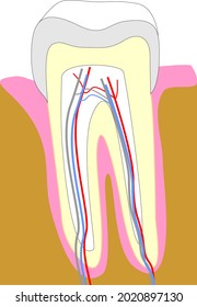 Ilustración de corte transversal dental que muestra anatomía de dientes