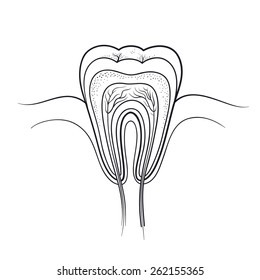 tooth cut anatomy layout outline vector illustration