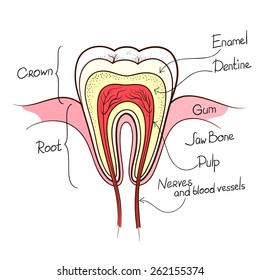 tooth cut anatomy layout outline color vector illustration