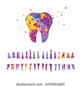 Tooth and Dental Row. Vector colorful watercolor illustration