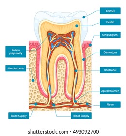 Tooth Diagram Graphic