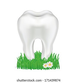 tooth in grass isolated on white background