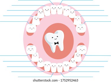 Tooth growth calendar for kid's album and notebook for note, vector