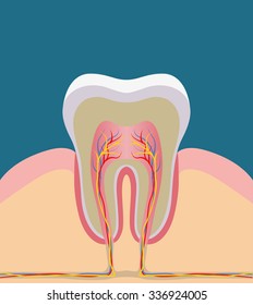 Tooth, gums and bone illustration, detailed anatomy. Vector illustration