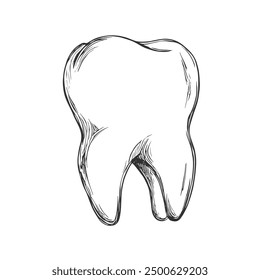 Tooth, Hand-Drawn Vector, Graphic Style, Cartoon Illustration, Black and White, Sketch Style, Isolated on White Background