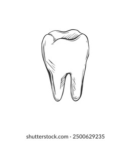 Tooth, Hand-Drawn Vector, Graphic Style, Cartoon Illustration, Black and White, Sketch Style, Isolated on White Background