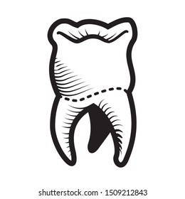 tooth human isolated icon vector illustration