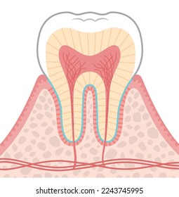 Tooth illustration _ Tooth structure diagram