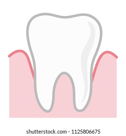 Tooth illustration. The tooth and gums, dentistry. Vector object