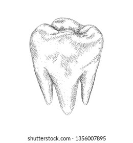 Tooth illustration, hand drawn vector 