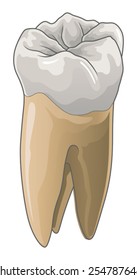 Tooth is an illustration of a human tooth or molar in full color. Great for dentistry or dental designs.