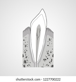 Tooth isolated flat vector image