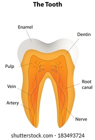 Tooth Labeled Diagram