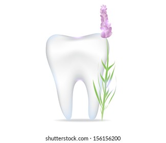 tooth with lavender