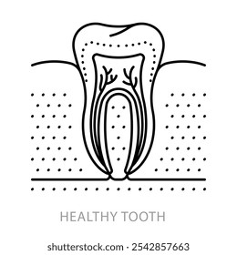 Dente, ícone de linha. Anatomia dentária - esmalte, dentina, polpa, osso, canal radicular, nervos. Problema de odontologia e cuidados dentários. Conceito de estomatologia. Ilustração linear, ícone de traçado editável