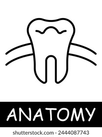 Tooth line icon. Dentist, enamel, treatment, anatomy, medicine, teaching, doctor, nurse, human, body, physiology. Vector line icon for business and advertising