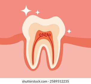 Tooth medical anatomy flat cartoon design vector illustration. Internal structure teeth. Canine teeth infographic for vet clinic, healthcare, education