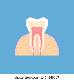 tooth medical anatomy flat design vector illustration. Internal structure tooth. Canine teeth infographic. Vector illustration cartoon style for vet clinic, healthcare, education