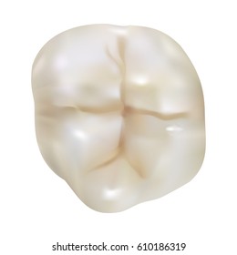 Tooth. Molar chewing surface. High quality vector illustration.