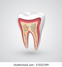 Tooth nerve endings medical sectional, template design element, Vector illustration